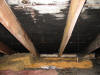 Black Attic Mold - Attic Ceiling Franklin MA