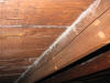 White aspergillus mold photo from attic Danvers MA 4/2012