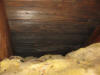 Cladosporium Mold on Attic Ceiling Sheathing Concord MA