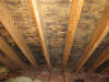 Attic Ceiling Mold Cambridge MA  5/2012