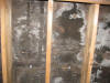 Attic Ceiling Mold Picture - Aspergillus and Cladosporium Gloucester MA